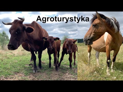 U Kuśnierzy Agroturystyka z rasami zachowawczymi