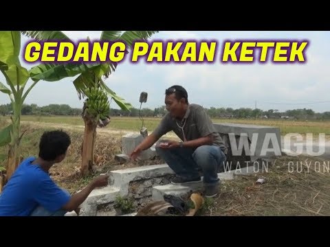 wagu-ndeso-gedang-pakan-ketek