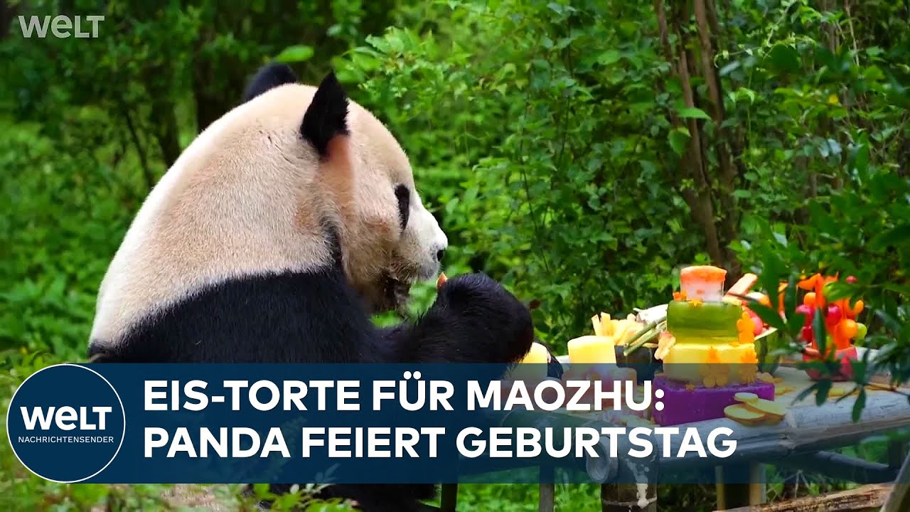 CHINA: Panda Maozhu wird zwölf – Zoo Kunming feiert mit Eistorte