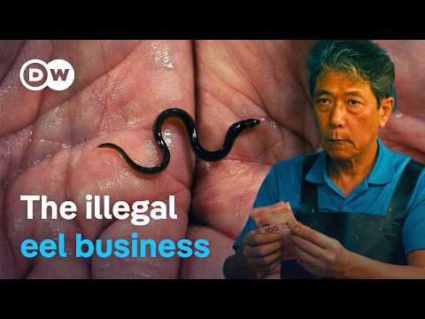 On The Smugglers’ Trail -Making Billions From Tiny Eels | Dw Documentary