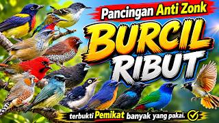 Download lagu ✅Pancingan Burcil Ribut Anti Zonk 2026 | Pemikat Burung Kecil Paling Ampuh Auto Berdatangan mp3 Download lagu ✅Pancingan Burcil Ribut Anti Zonk 2026 | Pemikat Burung Kecil Paling Ampuh Auto Berdatangan mp3