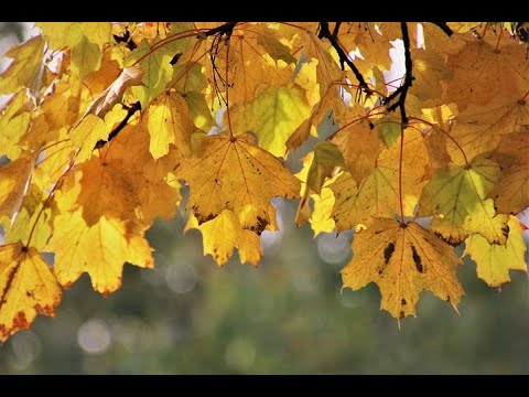 Seasonal Toenail Fungus