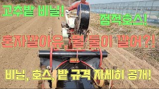 고추밭 비닐과 점적호스, 이렇게 씌워보세요! 규격도 자세히 공개! 고추농사 잘 짓는 법!