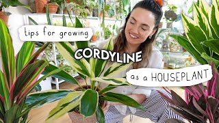 How To Make Cordyline Florish (as a houseplant!) 🌿 Cabbage Palm / Hawaiian Ti Plant Care Tips