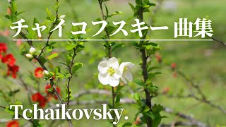 Download lagu 【名曲クラシック】チャイコフスキー の名曲から10曲セレクトしました♪作業用BGM  Tchaikovsky mp3