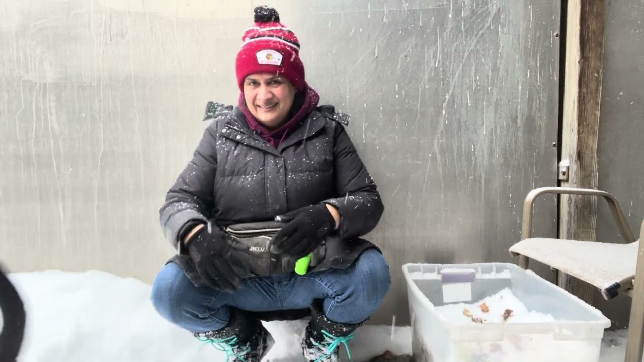 Enlarge Amadeus, a ADOPTABLE Pit Bull Terrier in Chicago, IL video 5/5