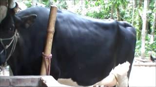 Cooperative based milk production by dept of Cooperatives
