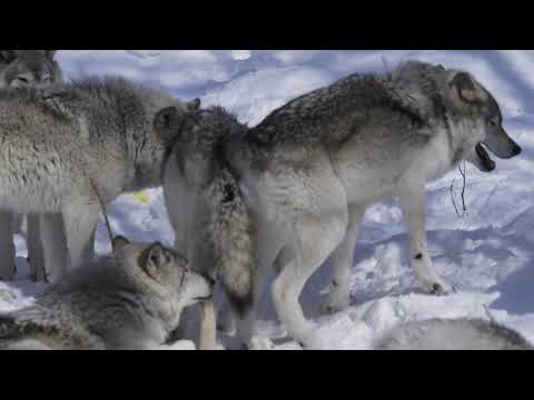 Wolfs Humping