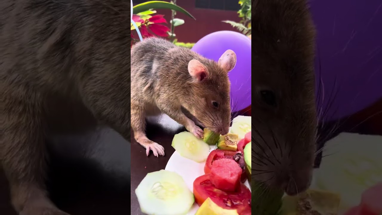Celebrating a Legend, HeroRAT Carolina Turns 9!