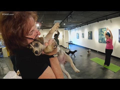 Puppy yoga class at Manchester gallery aims to boost pet adoptions - YouTube