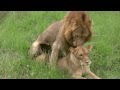 Lions Mating (Twice - Watch to the end!): Sex ...