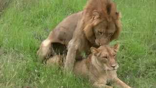 Lions Mating (Twice - Watch to the end!): Sex Educ