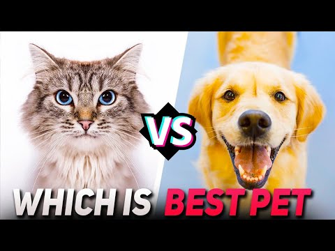 DOGS VS CATS : Which makes the better pet?