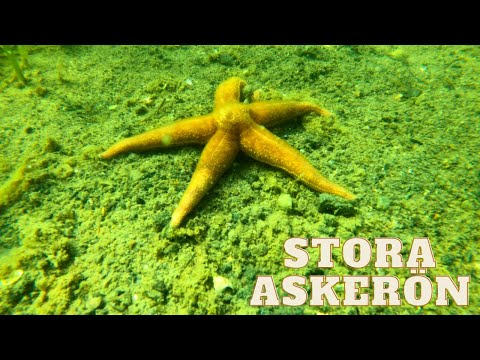 Scuba diving Sweden. Stora Askerön, Tjörn.