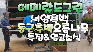 에메랄드그린  서양측백  둥근측백 으름나무묘목 입고소식 과 특징 농원vlog
