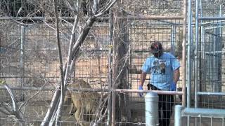 preview picture of video 'Keepers of the Wild Nature Park- Lion Feeding'