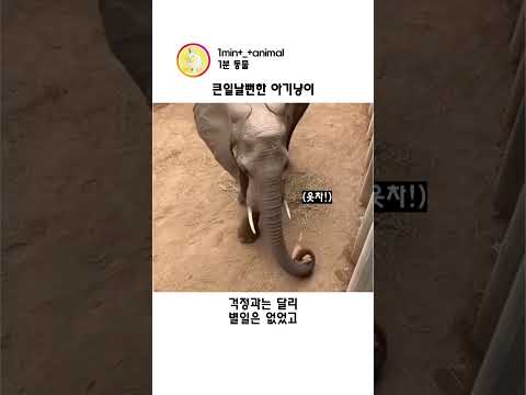 츤데레 코끼리