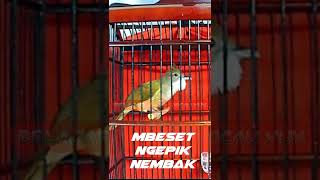 Download lagu Mbeset, Ngepik, Nembak - Cucak Jenggot Jawa Istimewa mp3