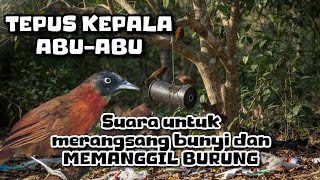 Download lagu Burung TEPUS KEPALA ABU suara untuk merangsang bunyi dan MEMANGGIL  mp3