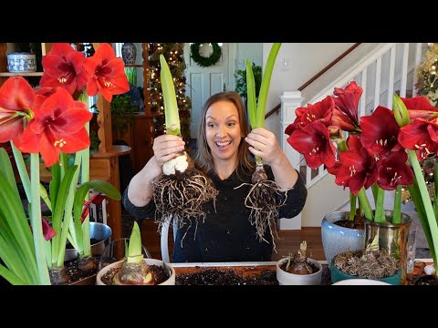 , title : 'My Amaryllis Passion Grows! How to Plant, Propagate, & Rebloom Amaryllis Bulbs + Cut Amaryllis Tips!'