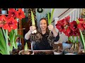 My Amaryllis Passion Grows! How to Plant, Propagate, & Rebloom Amaryllis Bulbs + Cut Amaryllis Tips!