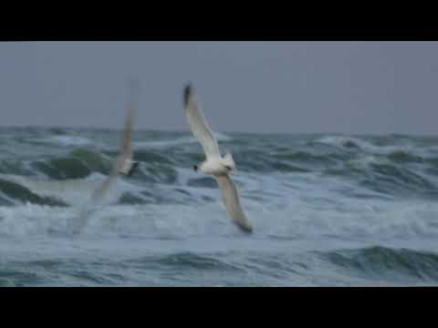 Sandpipers at Wassenaar Beach