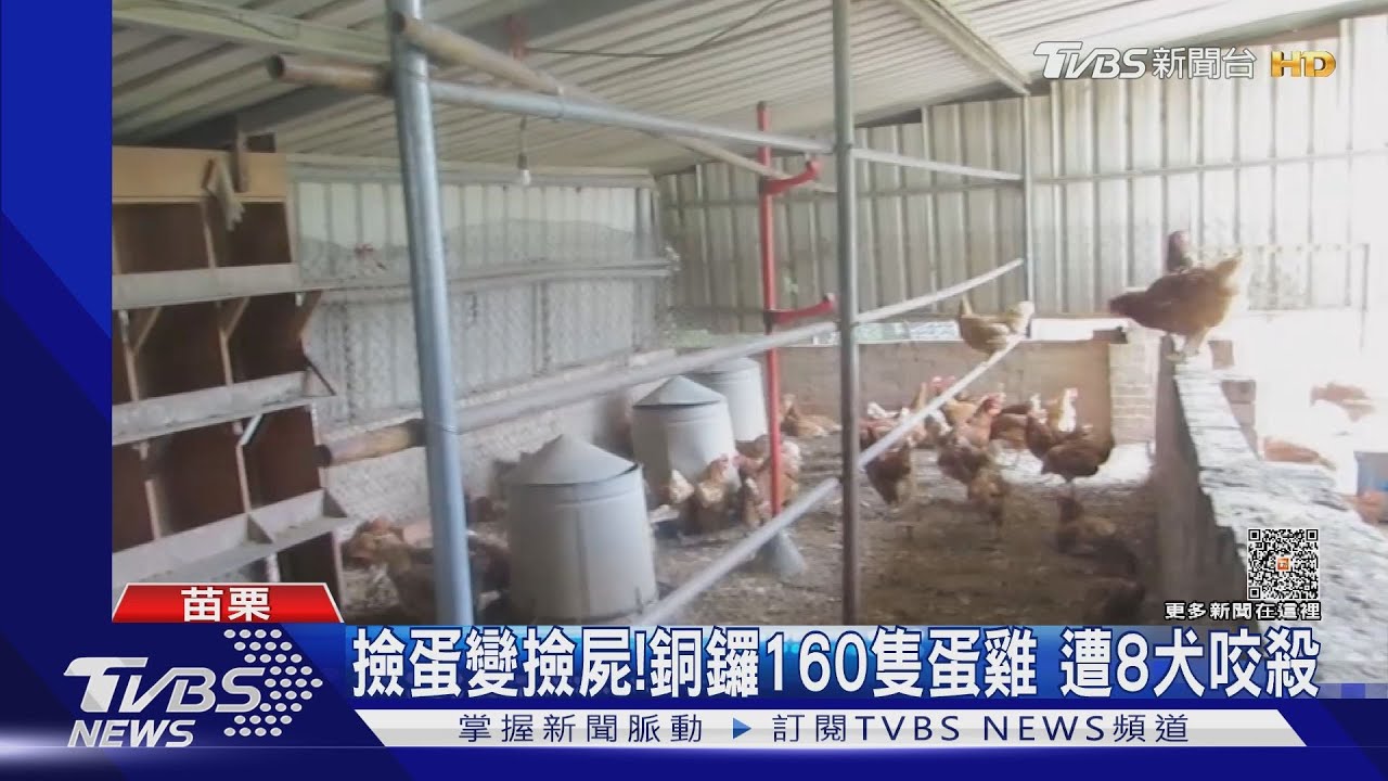 撿蛋變撿屍！銅鑼160隻蛋雞　遭8犬咬殺