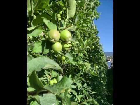 Mechanischer Baumschnitt 2012, B.M.V. Italy, Agro-Flash Südtirol, Foppa Christian,