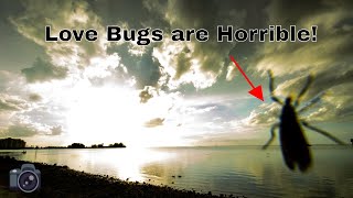 Love bugs are horrible!