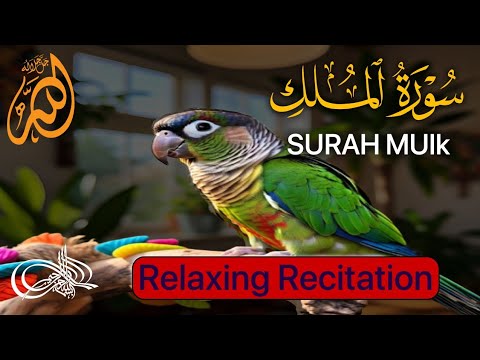 Surah Al Mulk|Ep-0132 By Qari Abdullah |Beautiful Recitation Full Hd/Relaxing recitation