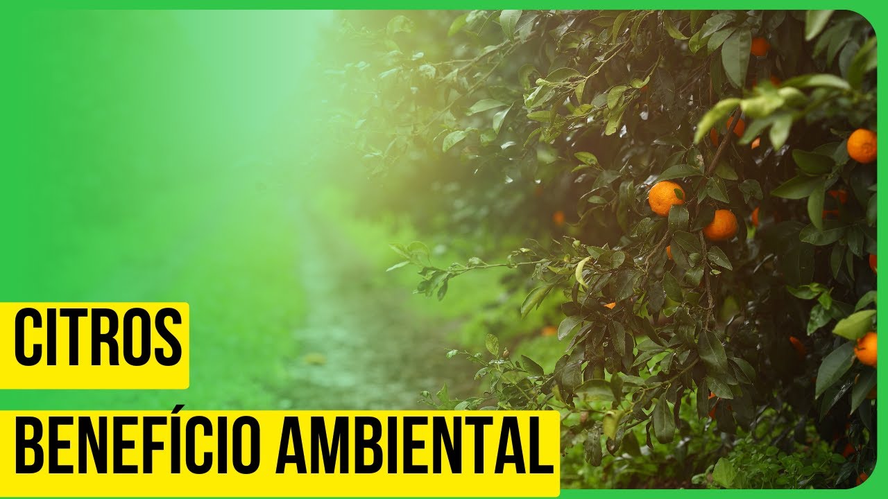 Citros ganha mais uma possibilidade ambiental