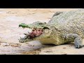 Forest Animals Animals Wild Animals Forest Animal Zoo AnimalAidUnlimited Planet Discover