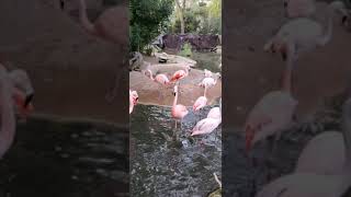 Flamingo Sounds