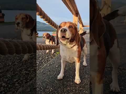 Beagle Gang, #howling for their pack! #beagles #dogs #sunset