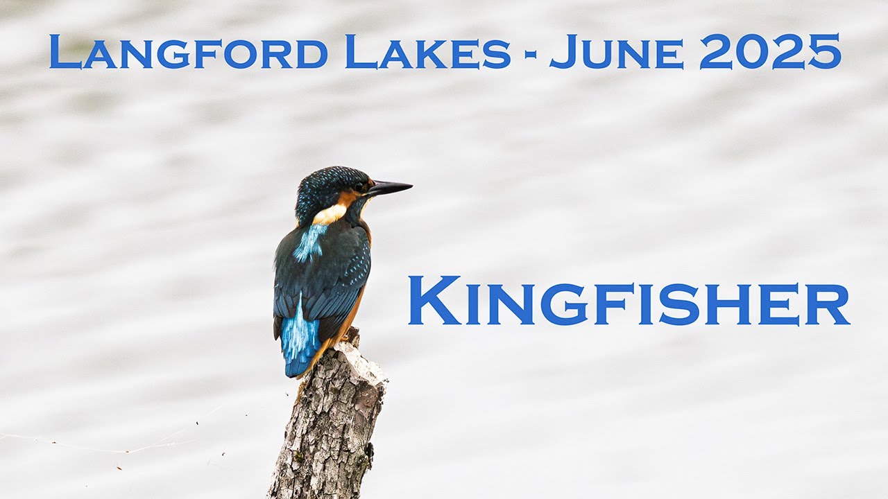 A year at Langford Lakes - Kingfisher June 2025