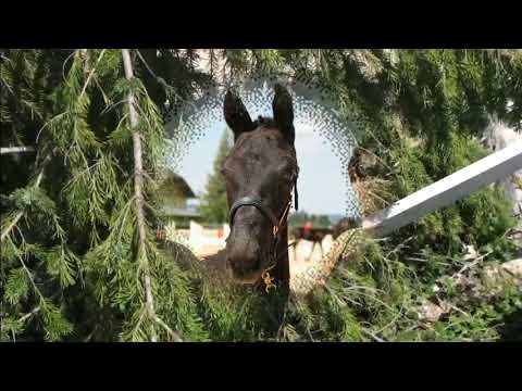 FANTASTIC MOON HF von Fürstenball x Silbermond