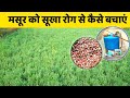 If Lentils Are Affected By Drought How To Save Them Save Lentils From Drought Disease Masoor