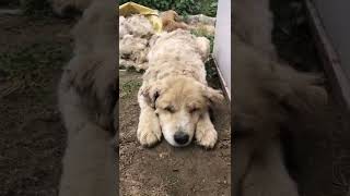 Stray Dog Grooming Transformation #shorts