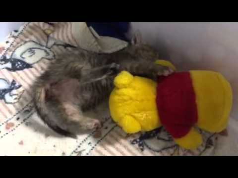 Ceiling cat wrestles with her litter mate