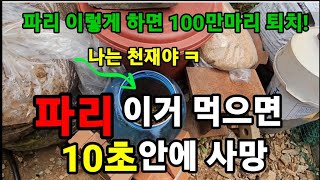 파리!100만 마리도 하루만에 멸종! 시키는 기발한방법! #파리퇴치 #파리살충제 #파리약 #파리유인트랩만들기…