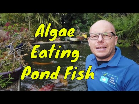 YouTube video about: Will vinegar kill fish in a pond?