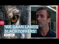Wolvensafari's in Drenthe & asielboot meert aan in Meppel | Drenthe Nu