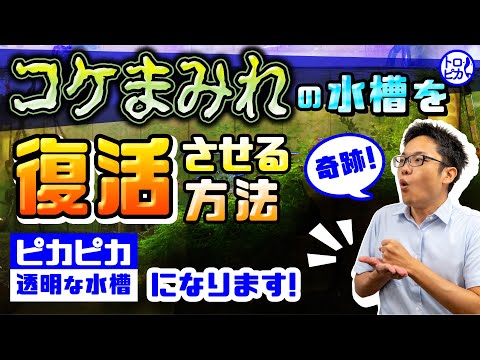 コチニールを完全に除去するにはどうすればよいでしょうか?効果的な6つの自然なヒント!  庭園