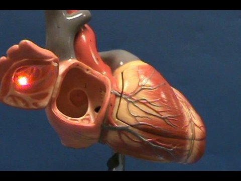 Heart Model II - Right Atrium