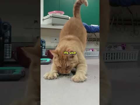 Why Cats Actually Love Catnip