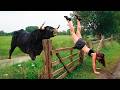 LOS MEJORES FRACASOS DE LA VIDA EN LA GRANJA FRACASOS DE ANIMALES DE GRANJA Y TRACTORES