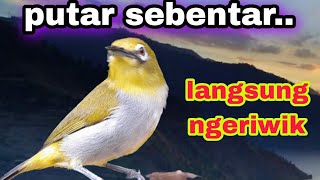 Download lagu PLECI BUXTONI NGERIWIK TELER AMPUH BUAT TERAPI mp3