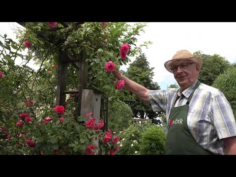 Pladder i rabbatten del 2