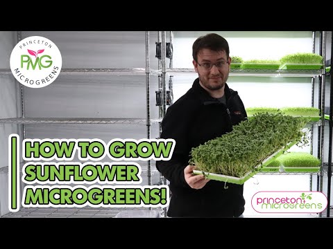 How to grow Sunflower Microgreens
