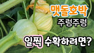 맷돌호박 일찍 수확 꼭 이렇게 ? 호박이 주렁주렁